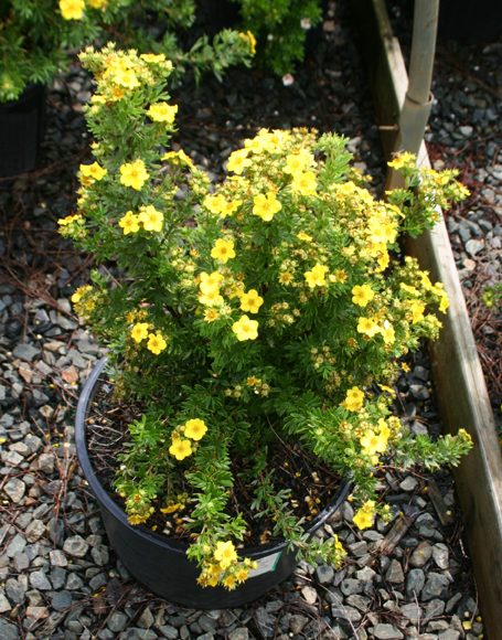 Potentilla Fruticosa ‘Gold Drop’ - Moon Nurseries