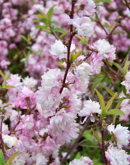 Prunus glandulosa ‘Rosea’ - Moon Nurseries