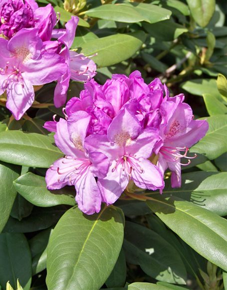 Rhododendron catawbiense ‘Boursault’ - Moon Nurseries