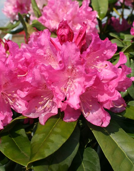 Rhododendron ‘Holden’ - Moon Nurseries