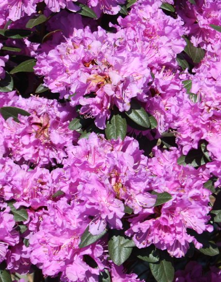 Rhododendron ‘P.J.M. Elite’ - Moon Nurseries