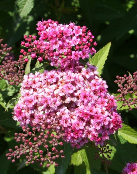 Spiraea japonica ‘Neon Flash’ - Moon Nurseries