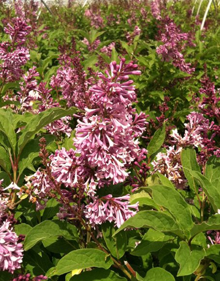 Syringa x prestoniae ‘Donald Wyman’ - Moon Nurseries