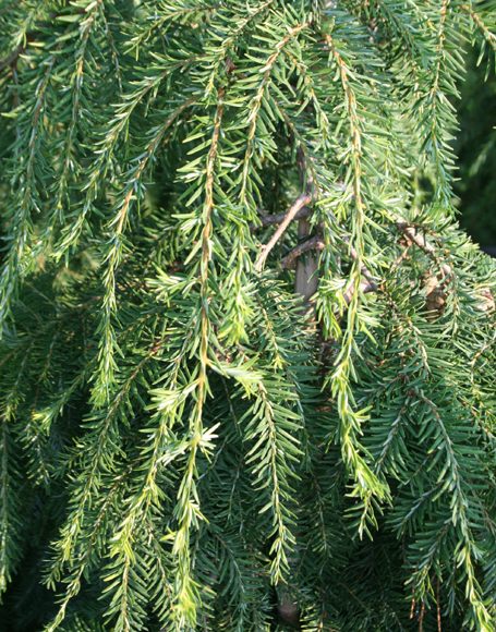 Tsuga canadensis ‘Pendula ’ - Moon Nurseries